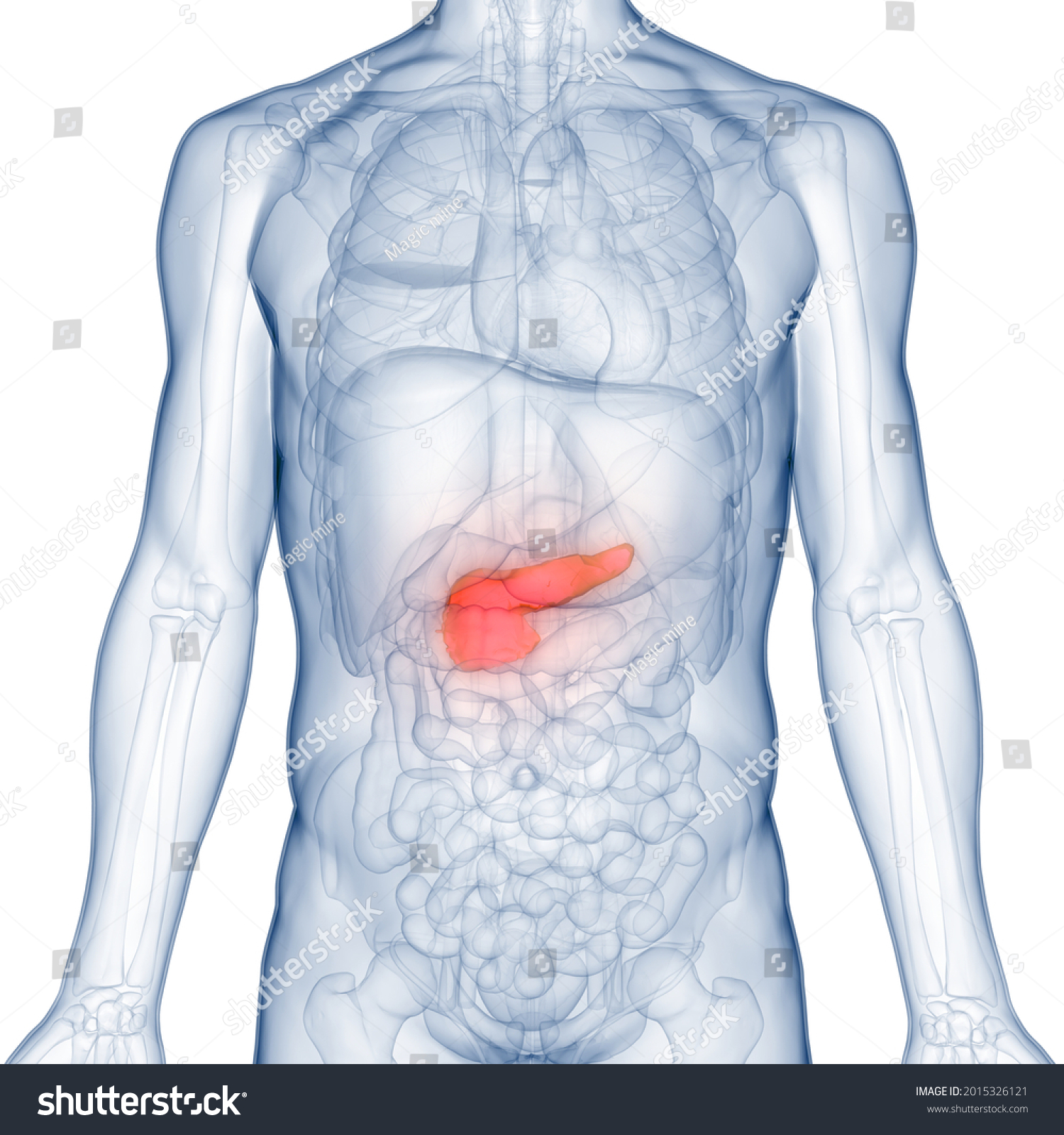 Human Internal Organ Pancreas Anatomy 3d Stock Illustration 2015326121