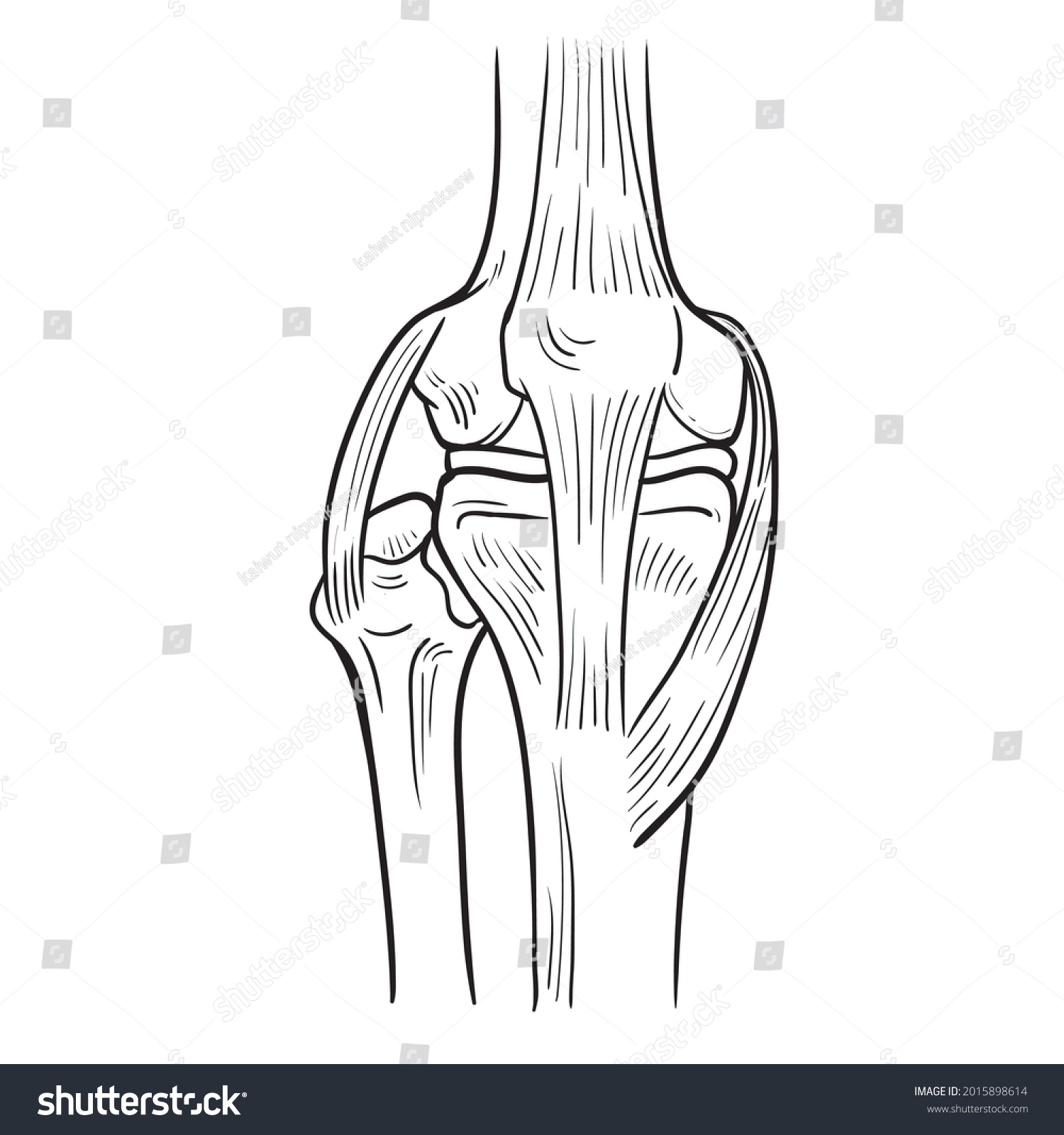 Vector Drawing Knee Bone Ligaments Human Stock Vector (Royalty Free ...