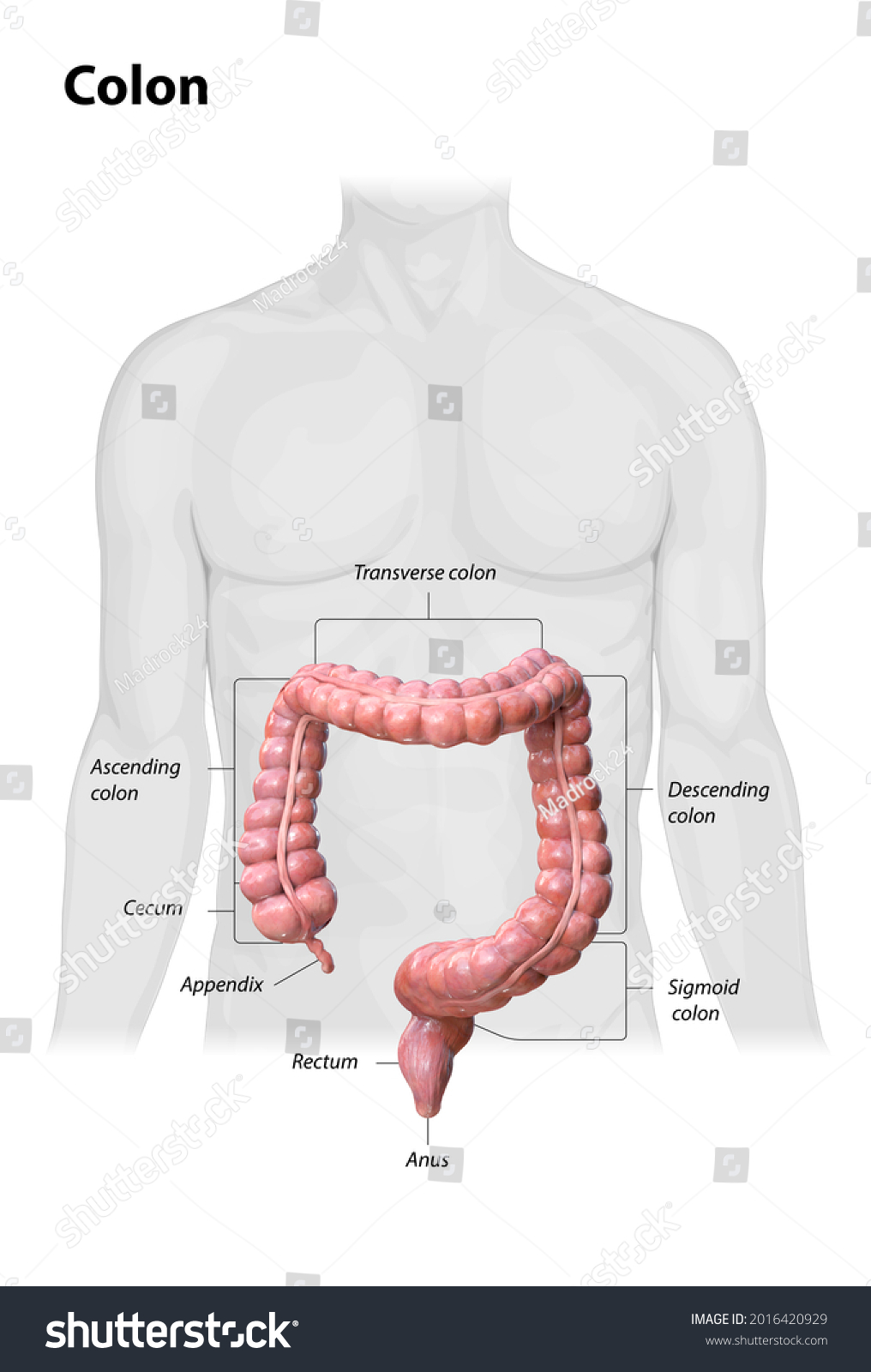 Colon Anatomy On White Backgrounddescription Parts Stock Illustration ...