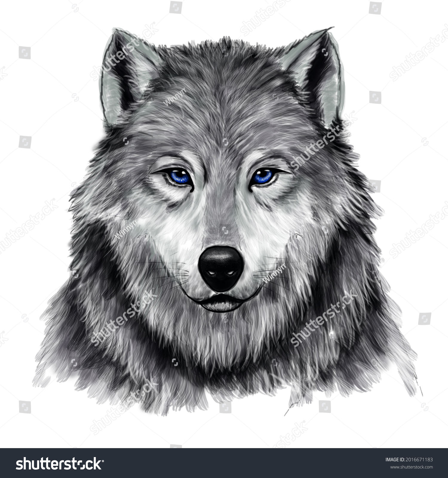 Blue Eyes Wolves Realistic Painting Head Stock Illustration 2016671183 ...