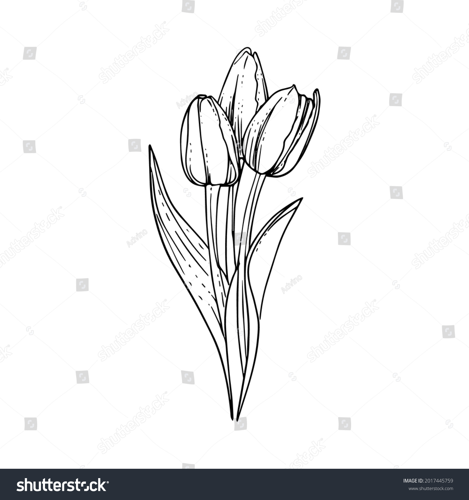 Hand Drawn Tulip Flower Illustration Black Stock Vector (Royalty Free ...