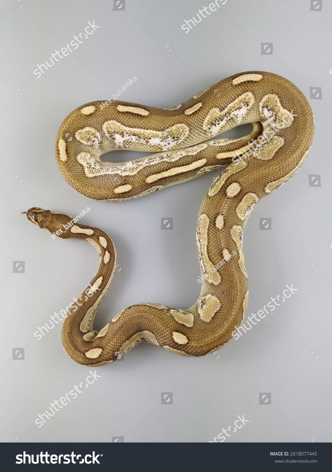 Python Regius Know Ball Python Royal Stock Photo 2018077445 | Shutterstock