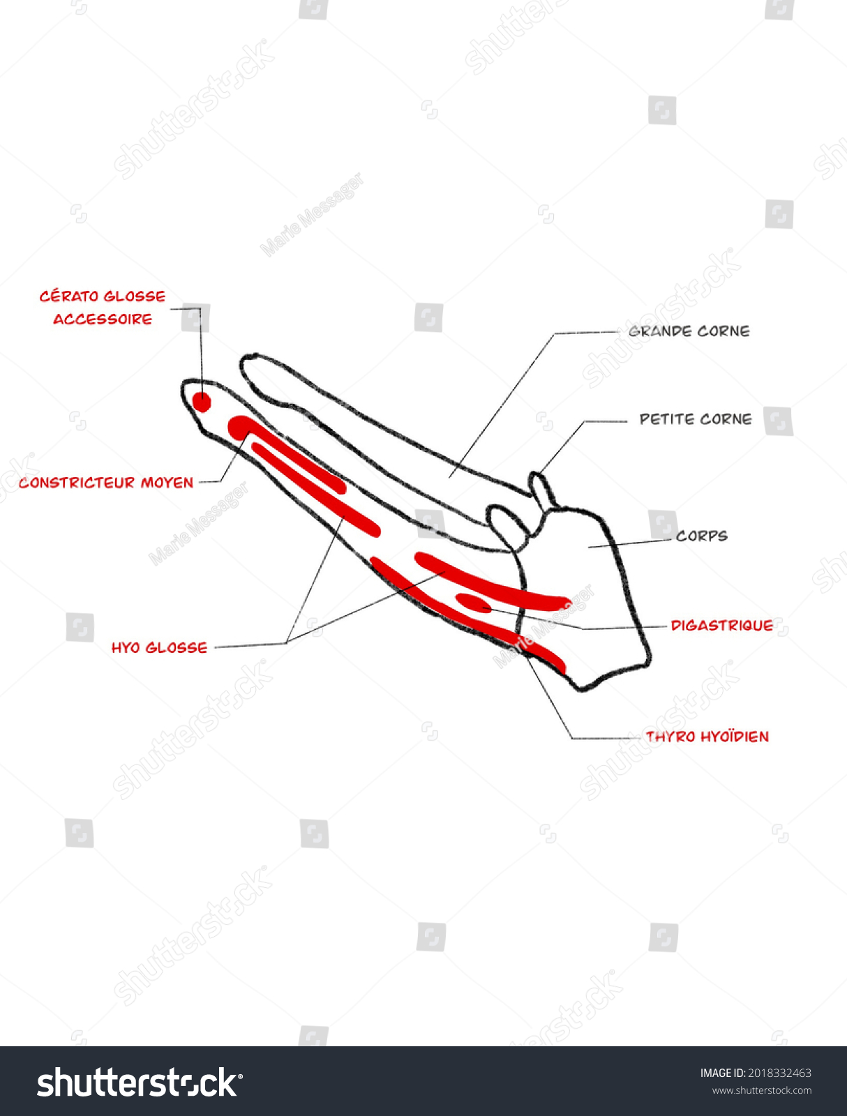 Hyoid Bone Anatomy Illustration This Illustration Stock Illustration ...