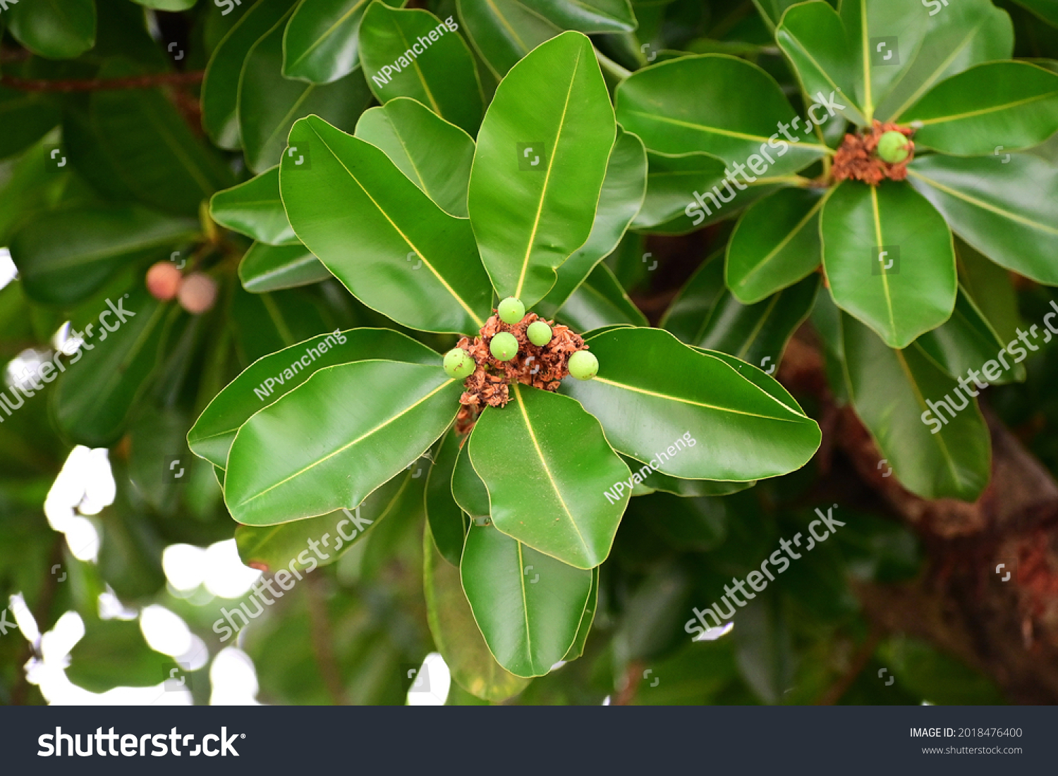 Calophyllum Inophyllum Has Dark Green Leaves Stock Photo 2018476400 ...