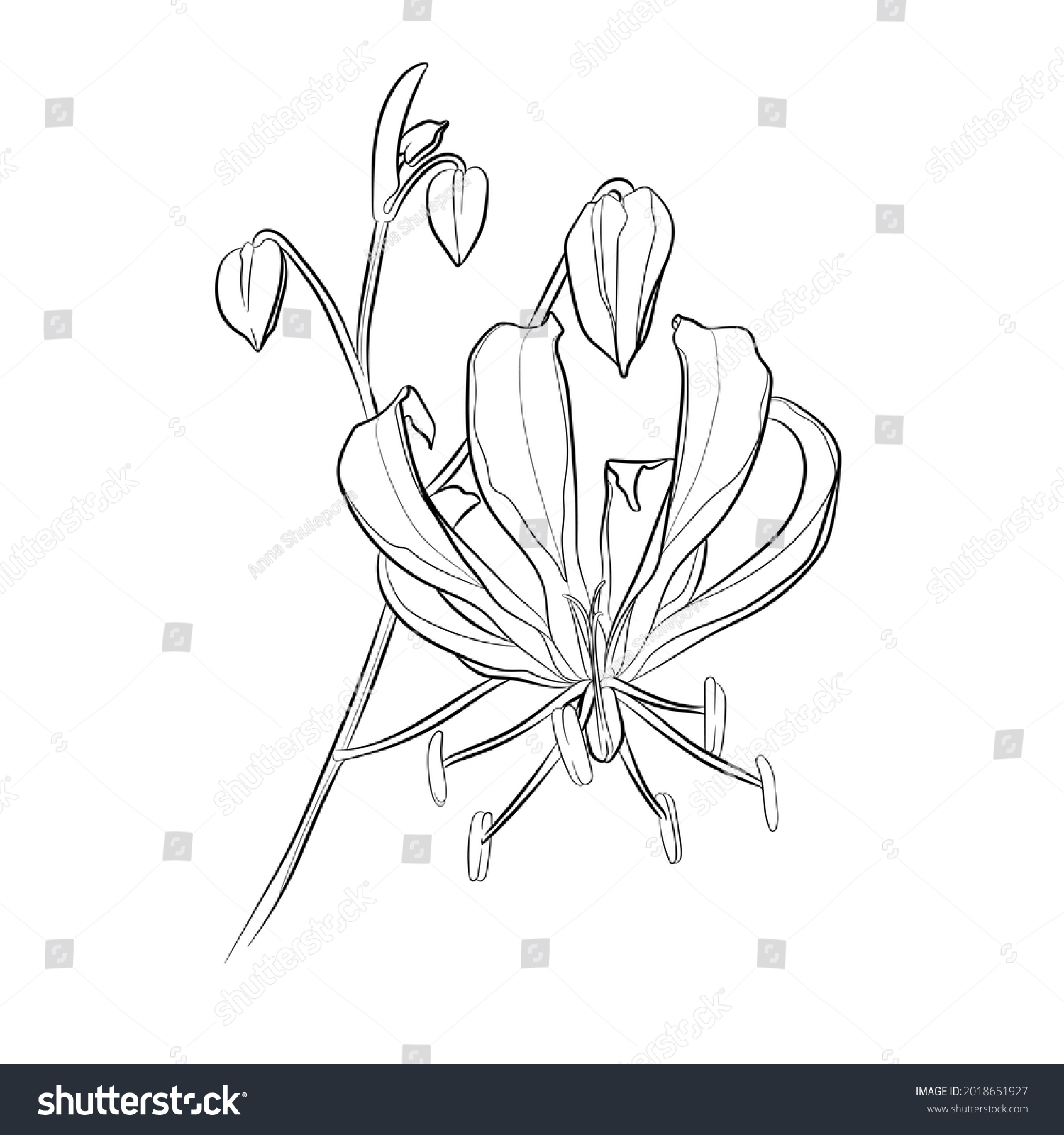 Black Outline Gloriosa Lily Flower On Stock Vector (Royalty Free ...