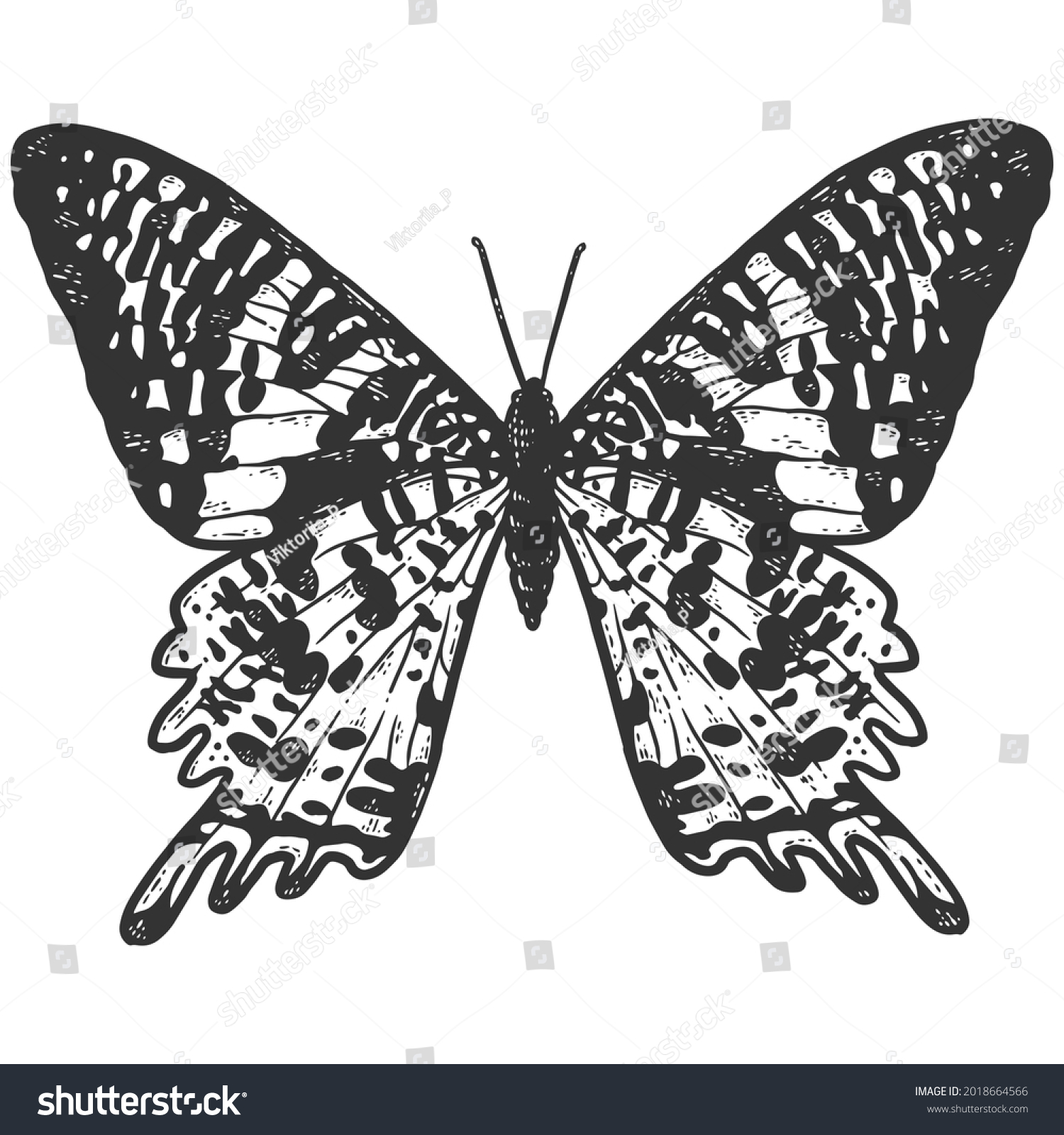 Chrysiridia Rhipheus Butterfly Sketch Scratch Board Stock Illustration ...