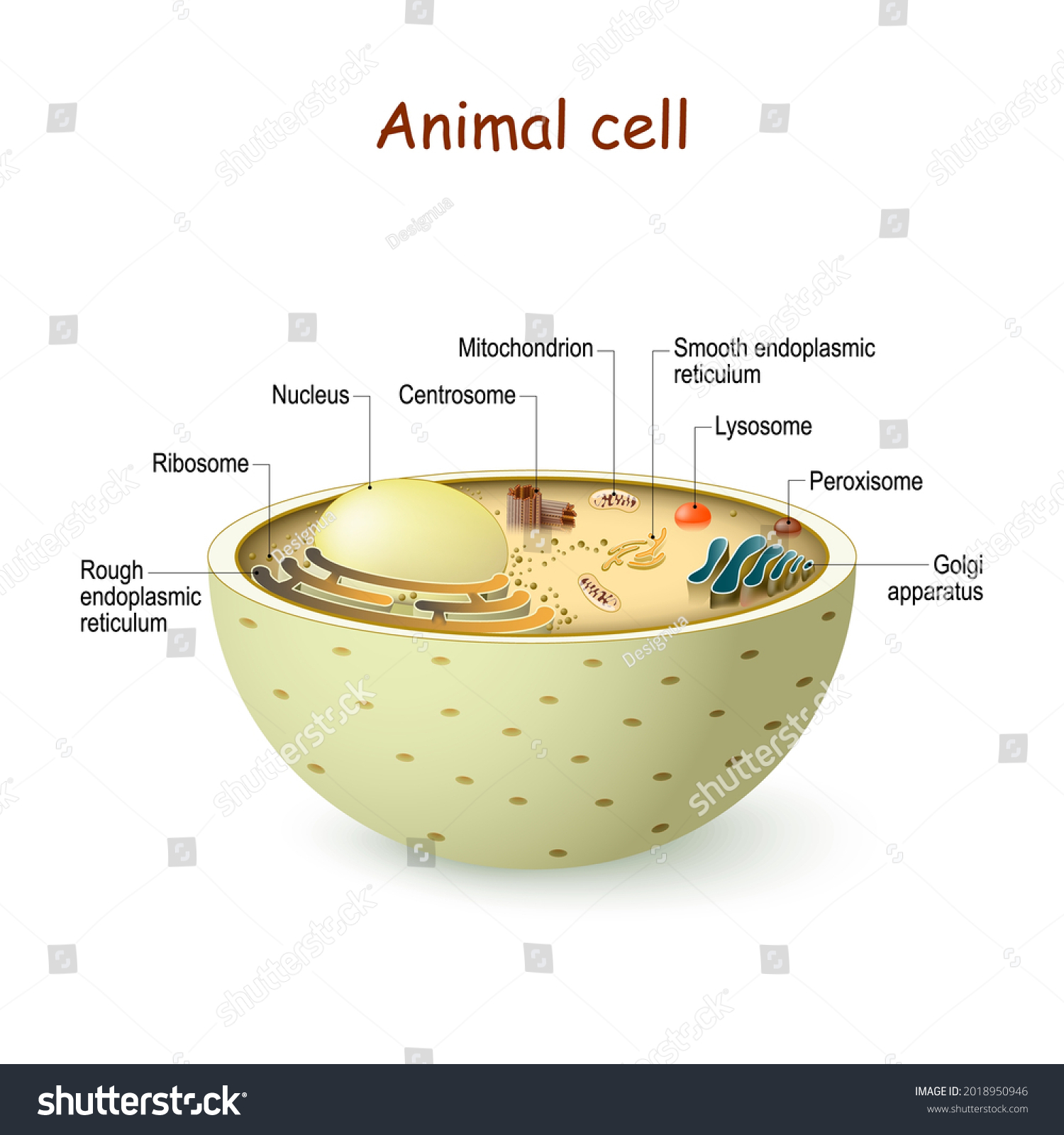 Animal Cell Anatomy Organelles Structure Eukaryotic Stock Vector Royalty Free 2018950946 Animal Cell Anatomy Organelles Structure Eukaryotic Stock Vector Royalty Free 2018950946