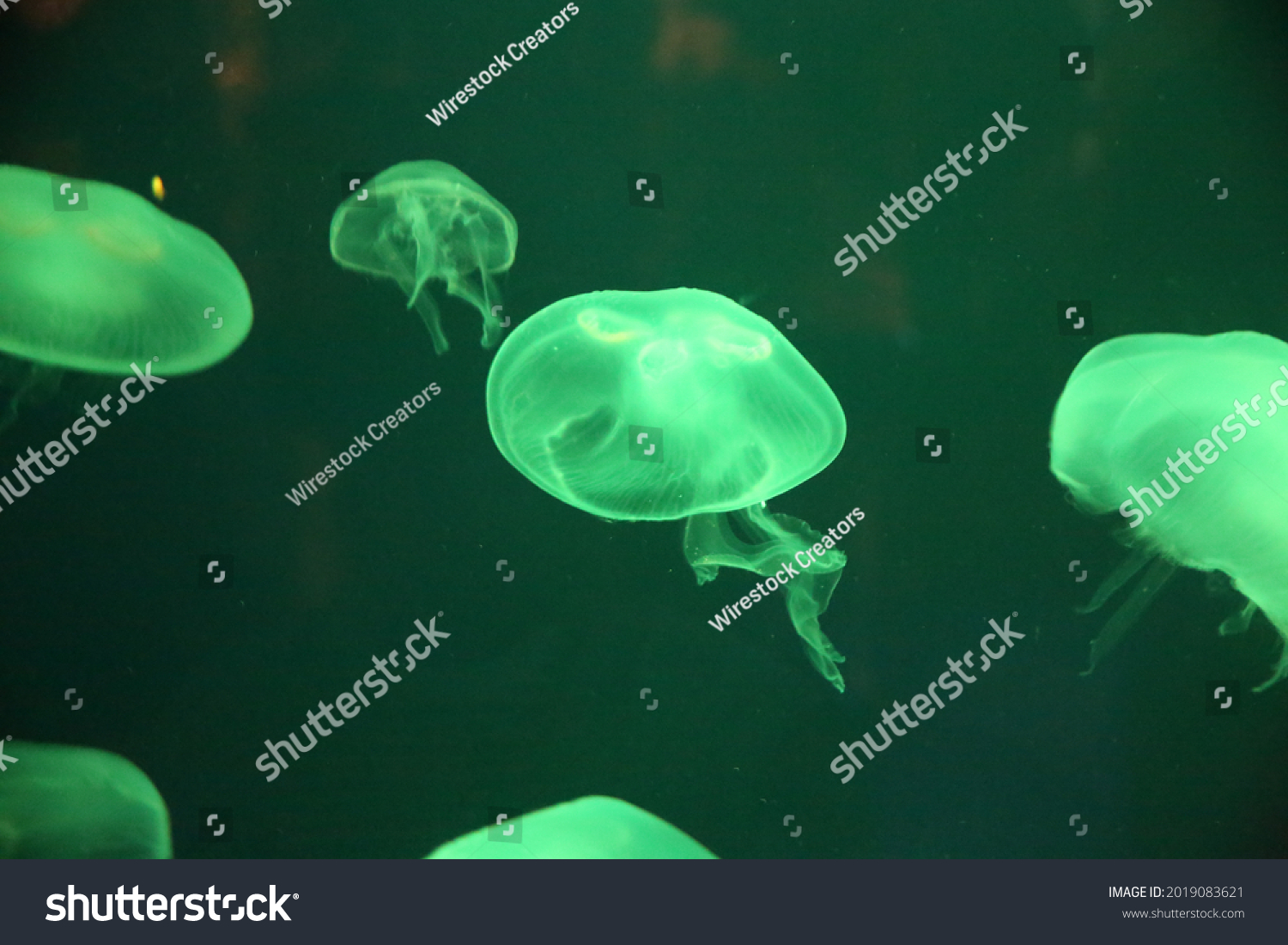 Closeup Jellyfish Aquarium Under Green Lights Stock Photo 2019083621