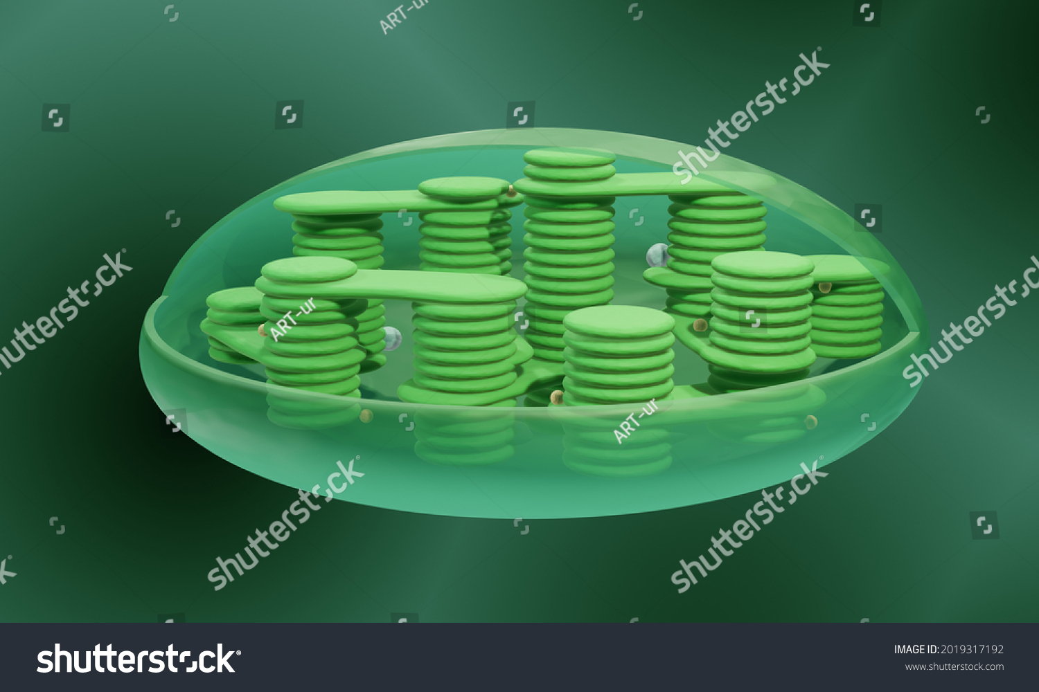 Structure Chloroplast 3d Illustration Stock Illustration 2019317192 ...