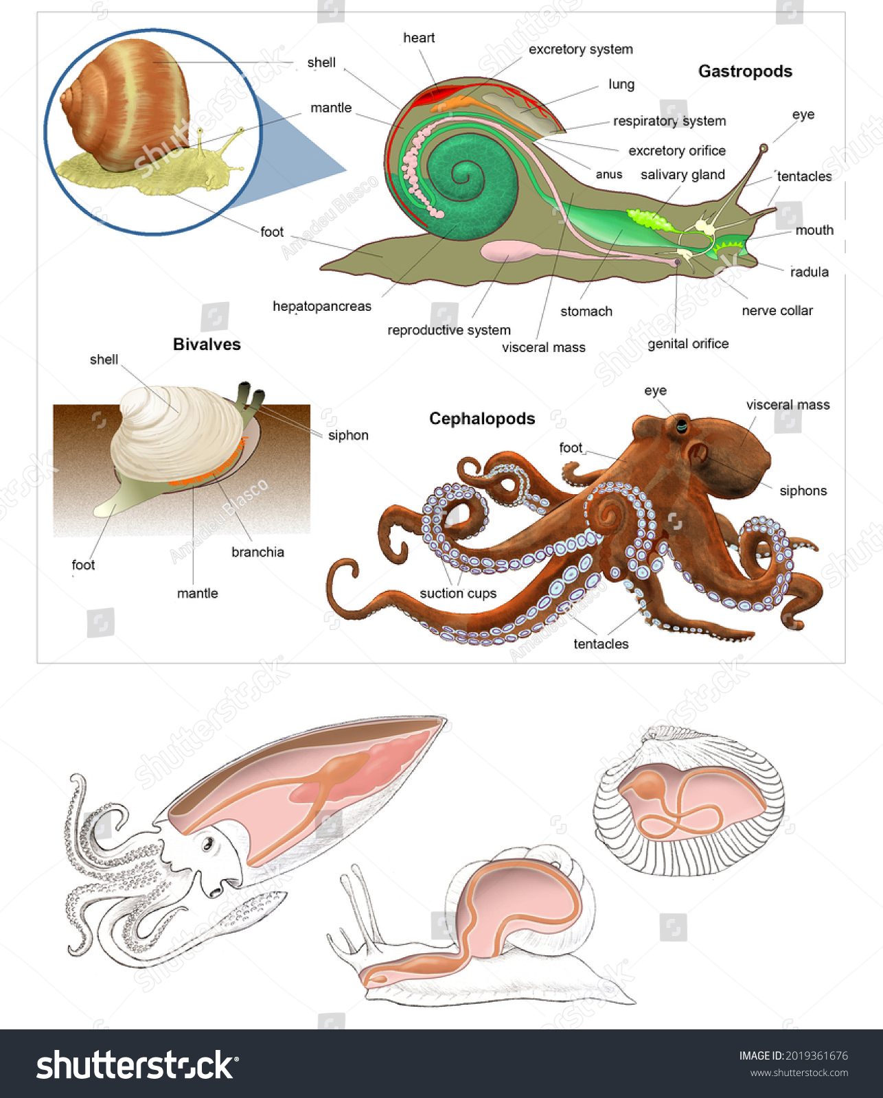 mollusca examples