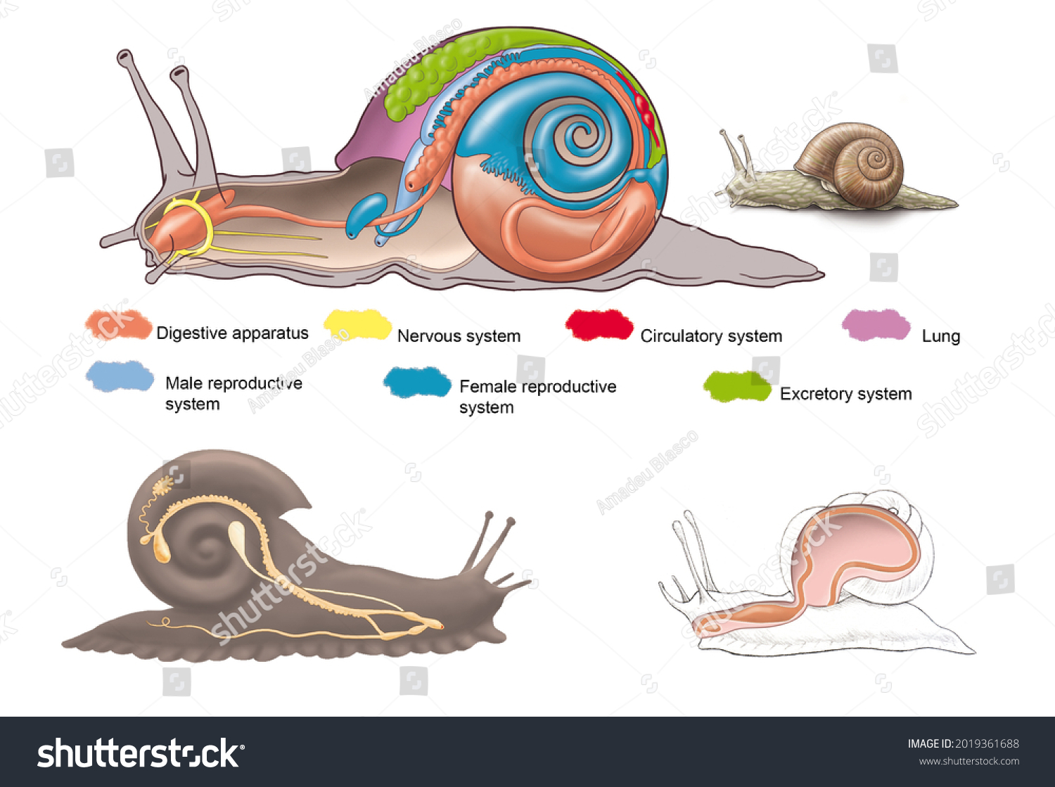 Molluscs Gasteropoda External Internal Anatomy Snail Stock Illustration ...