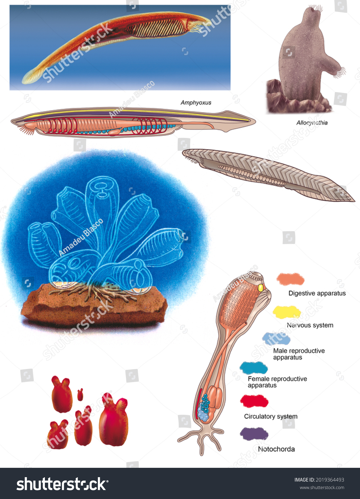 Procordados Ascidians Amphioxus Internal Anatomy Morphology Stock ...