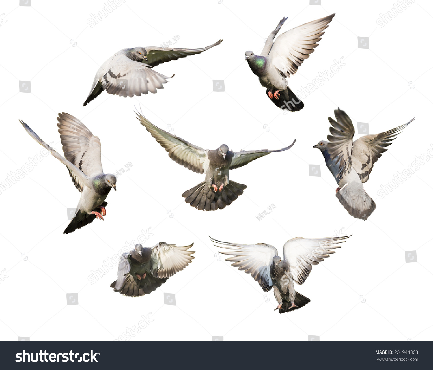 Птицы в разных ракурсах в полете