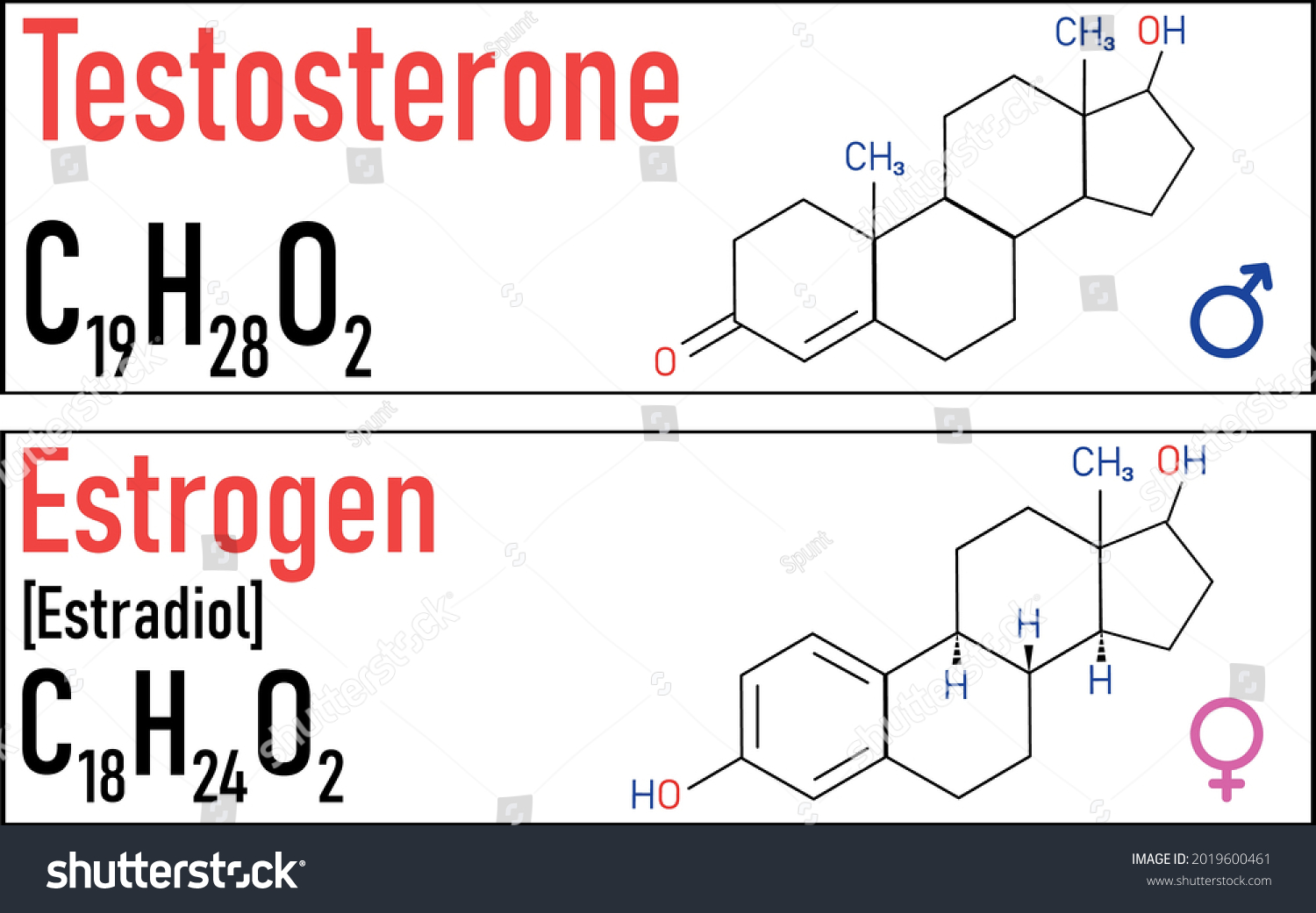 Estrogen Testosterone Hormones Symbol Sex Horamones Stock Vector