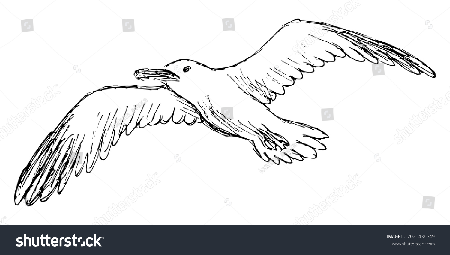 Rough Grunge Sketch Flying Seagull Simple Stock Vector (Royalty Free ...