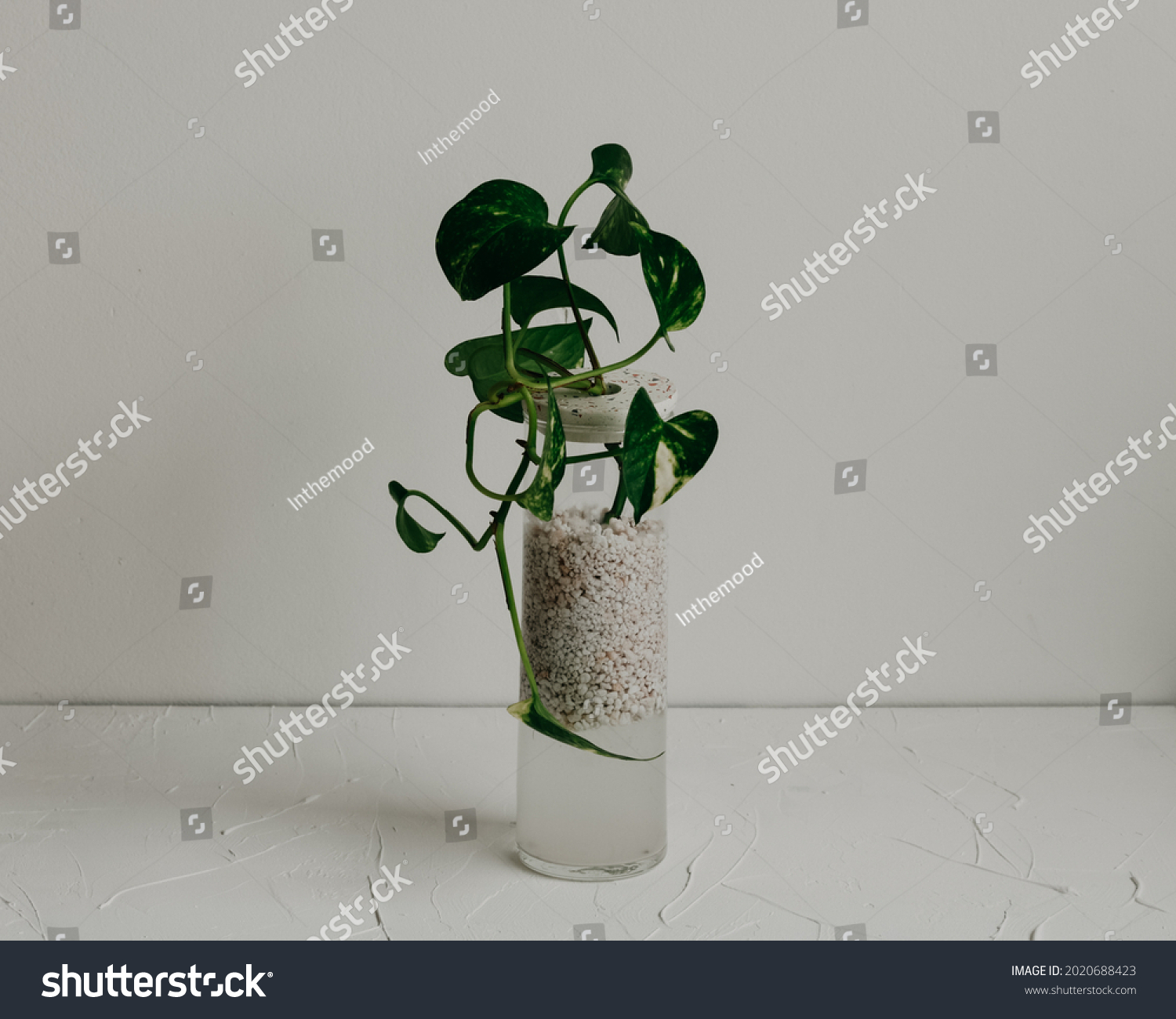 Hydro Terrarium Made Glass Terrazzo Potus Stock Photo 2020688423 ...