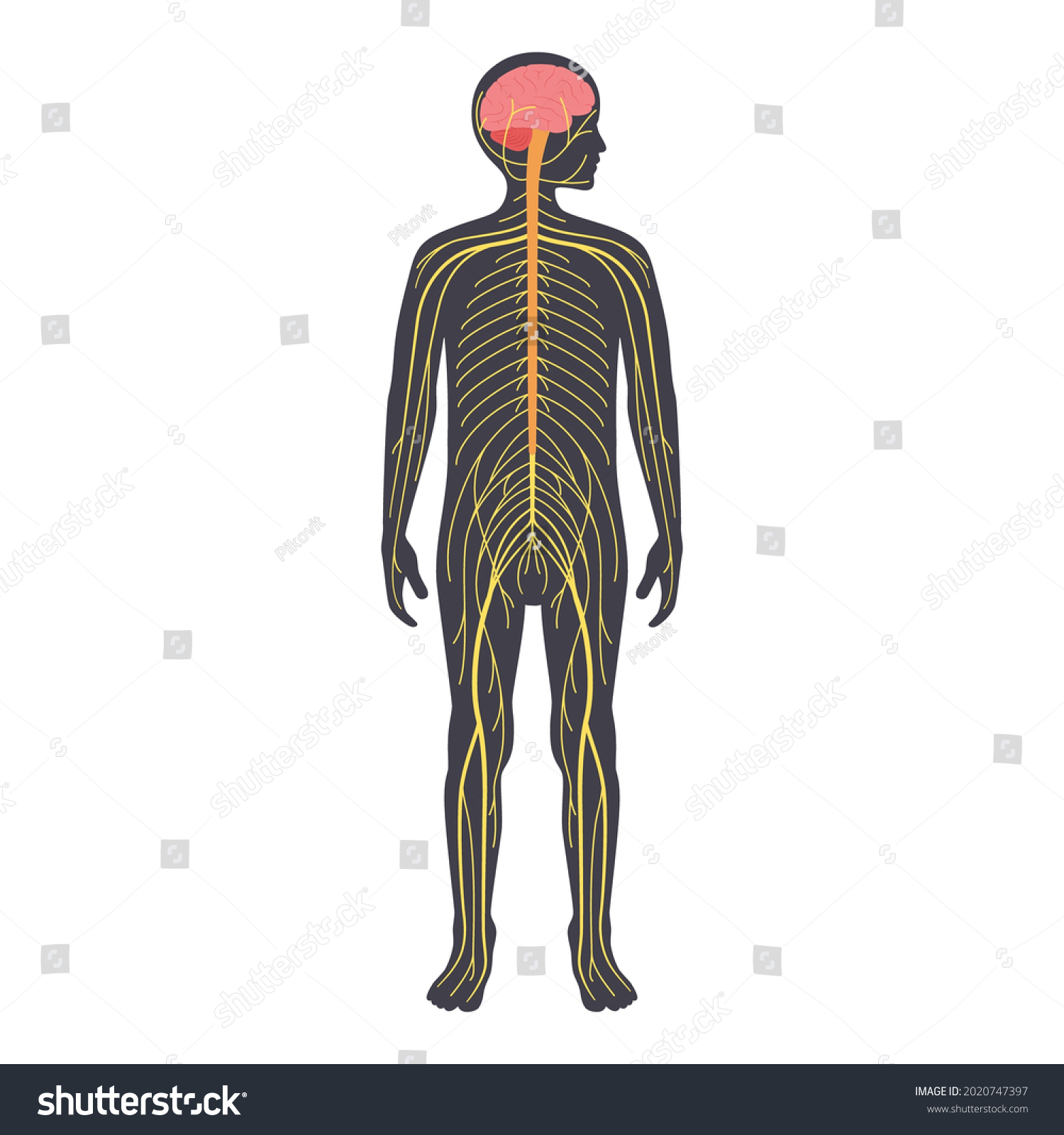 Human Nervous System Child Silhouette Network Stock Vector (Royalty ...