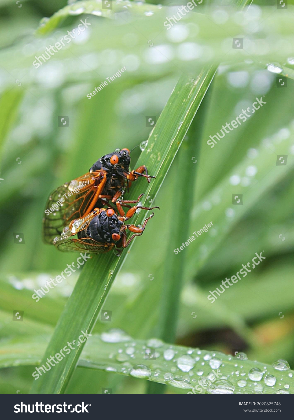 Brood X Cicada Couple Mating Pair Stock Photo 2020825748 | Shutterstock