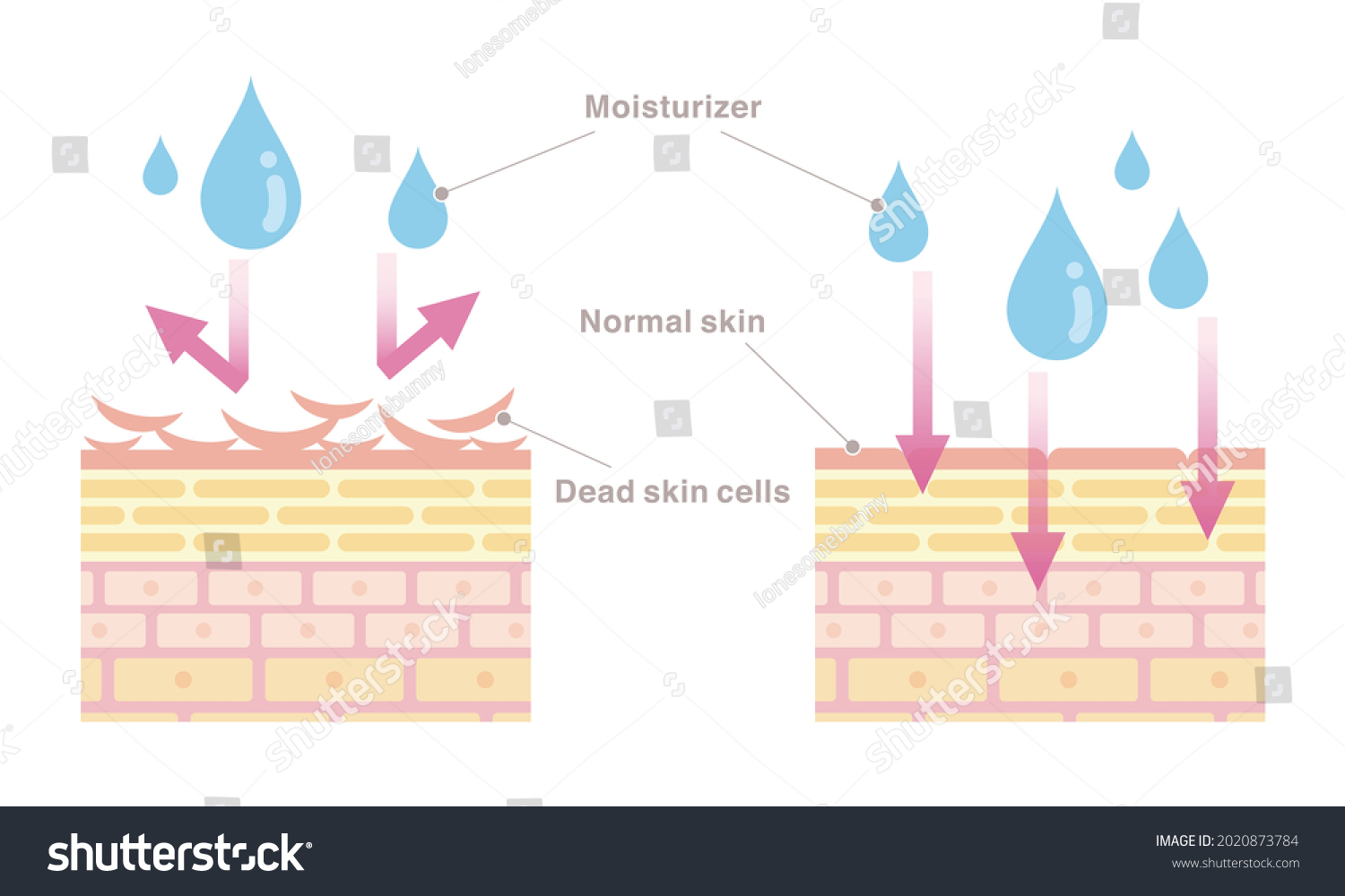 Skin Cross Section Moisturizer Will Not Stock Vector (royalty Free 