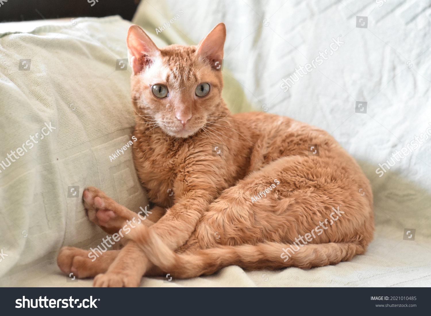 4,311 Curly Hair Cat Images, Stock Photos & Vectors | Shutterstock
