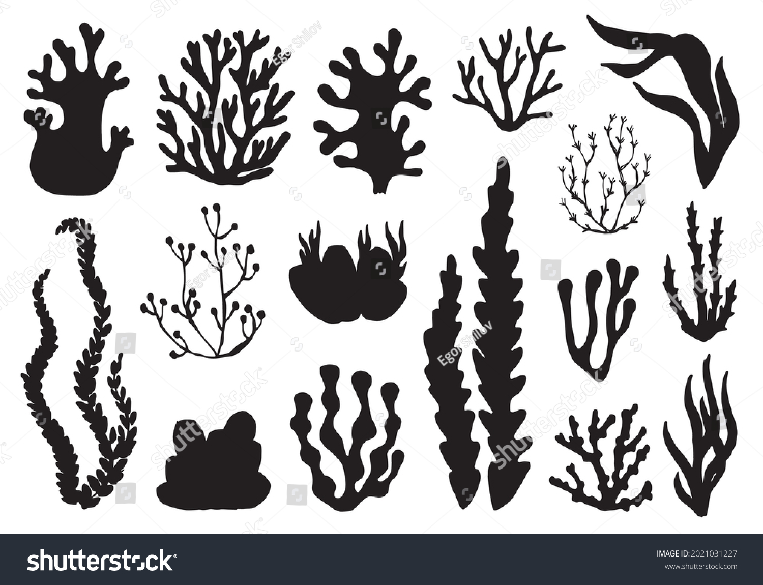 Seaweed Seaweed Set Isolated On White Stock Vector (Royalty Free ...