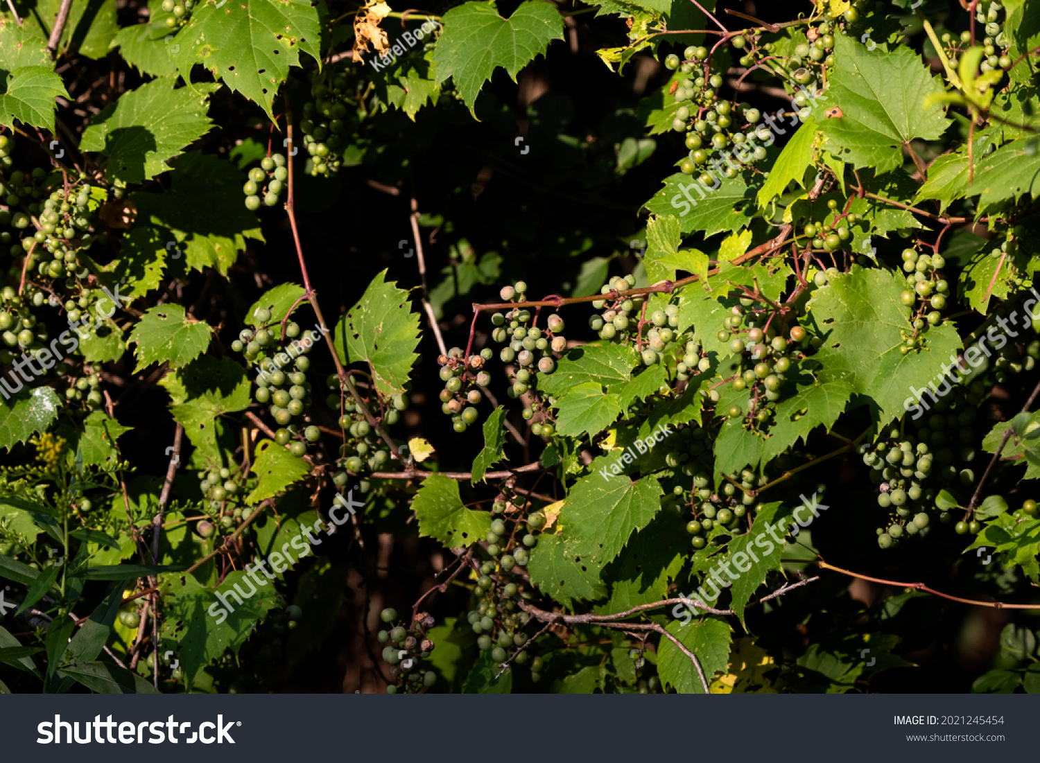 Riverbank Grape Frost Grape Vitis Riparia Stock Photo 2021245454 ...