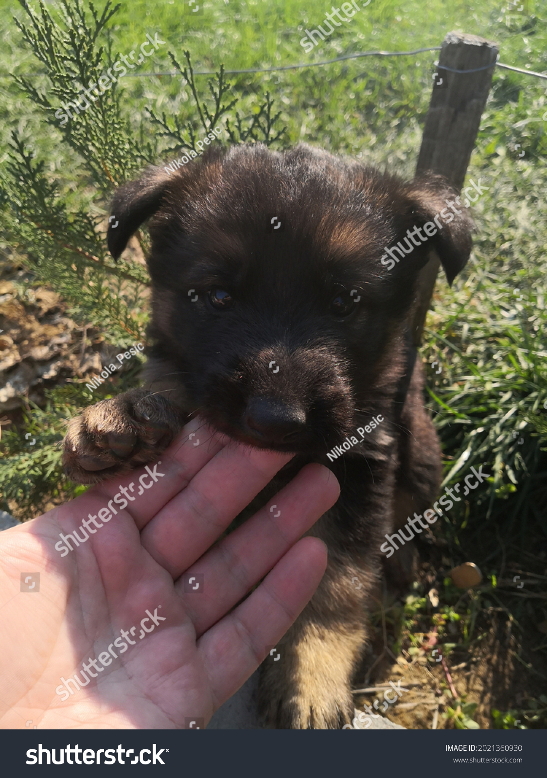 German Shepherd Puppy Nibble Mens Fingers Stock Photo 2021360930 ...