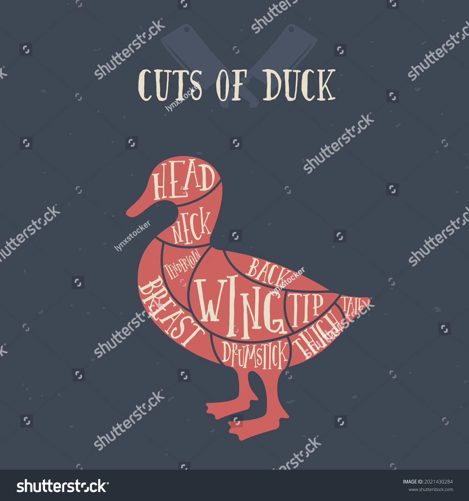 Meat Cuts Duck Diagrams Butcher Shop Stock Vector (Royalty Free ...