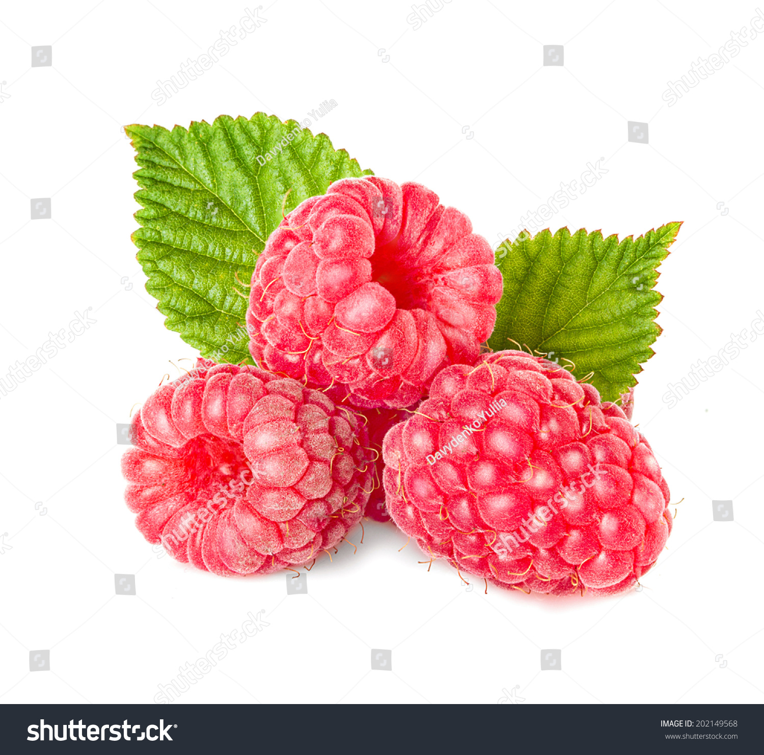 Raspberries Leaves Isolated On White Background Stock Photo 202149568 ...