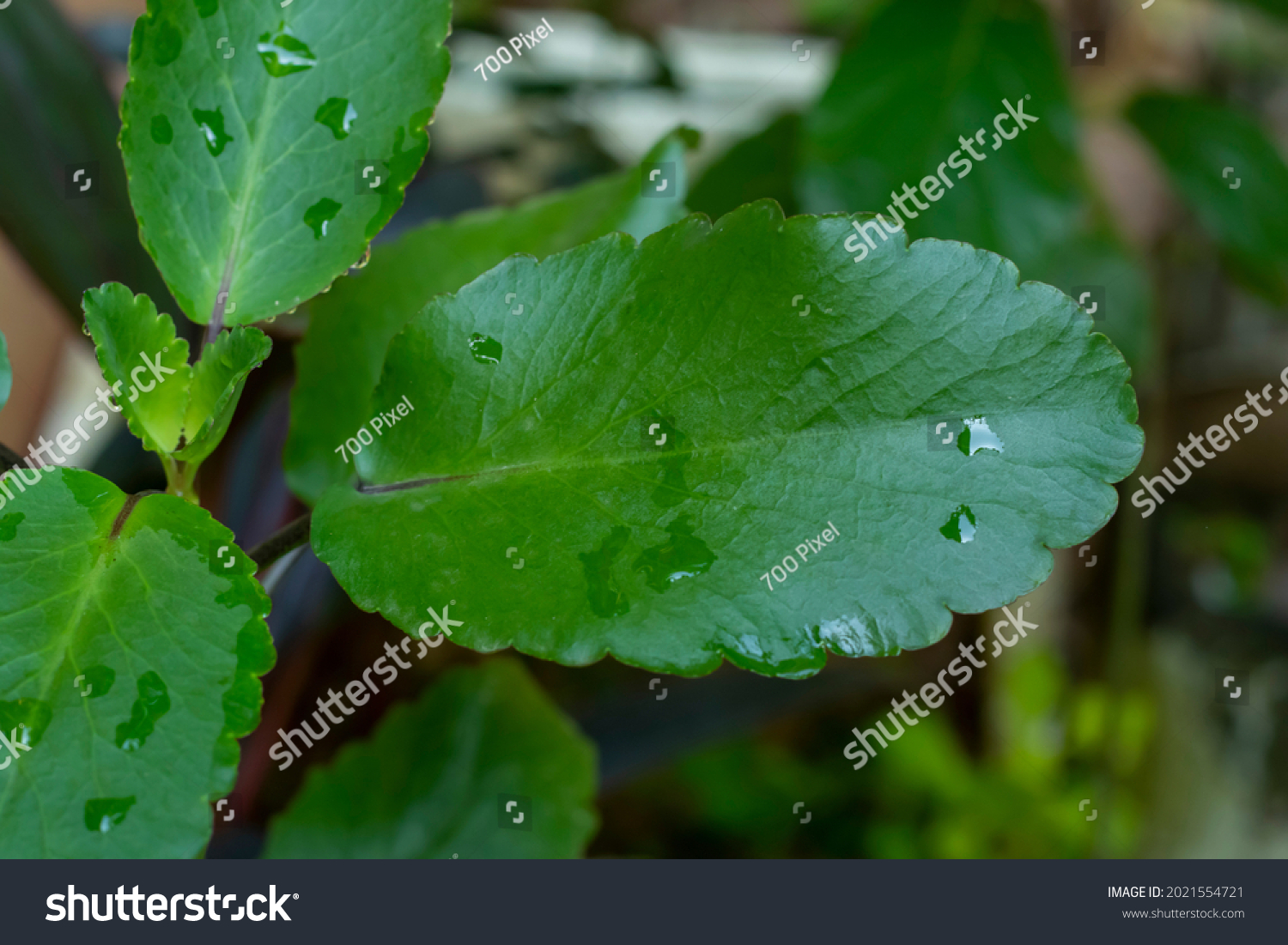 Medicinal Use Patharchatta Kalanchoe Pinnata Stock Photo 2021554721 ...