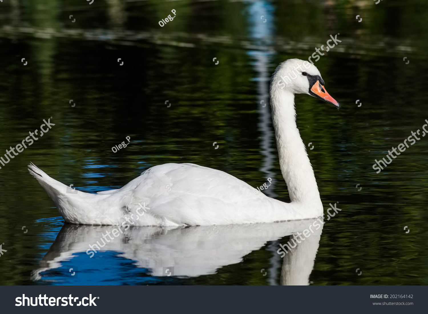 Big White Swan On Dark Green Stock Photo 202164142 | Shutterstock