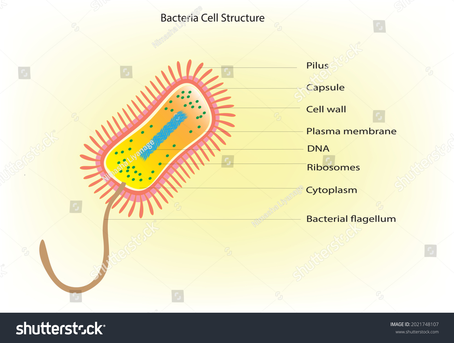 Bacteria Cell Structure Prokaryotic Cell Archaea Stock Vector Royalty Free 2021748107 5824