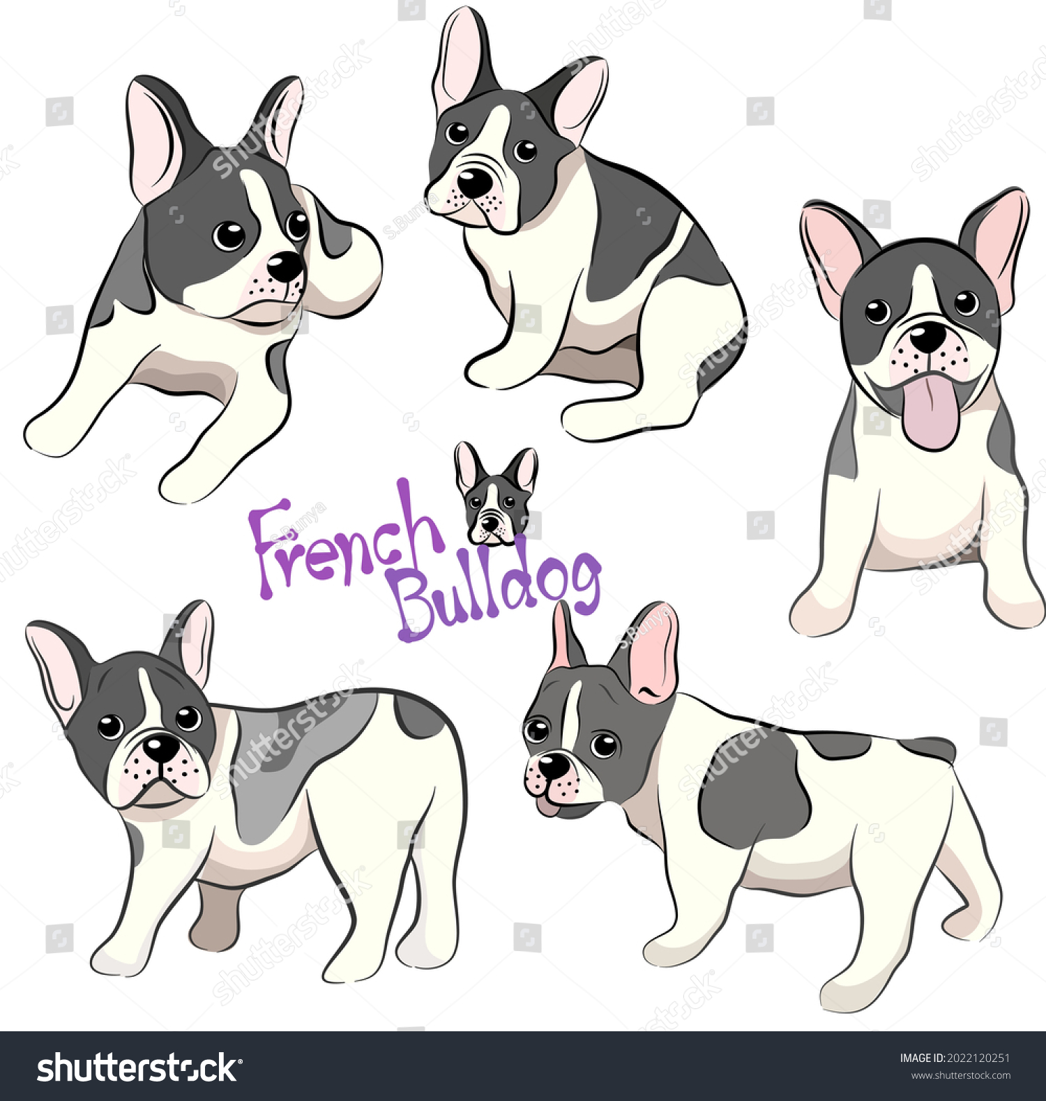 Vector Illustration French Bulldog Different Poses Stock Vector ...