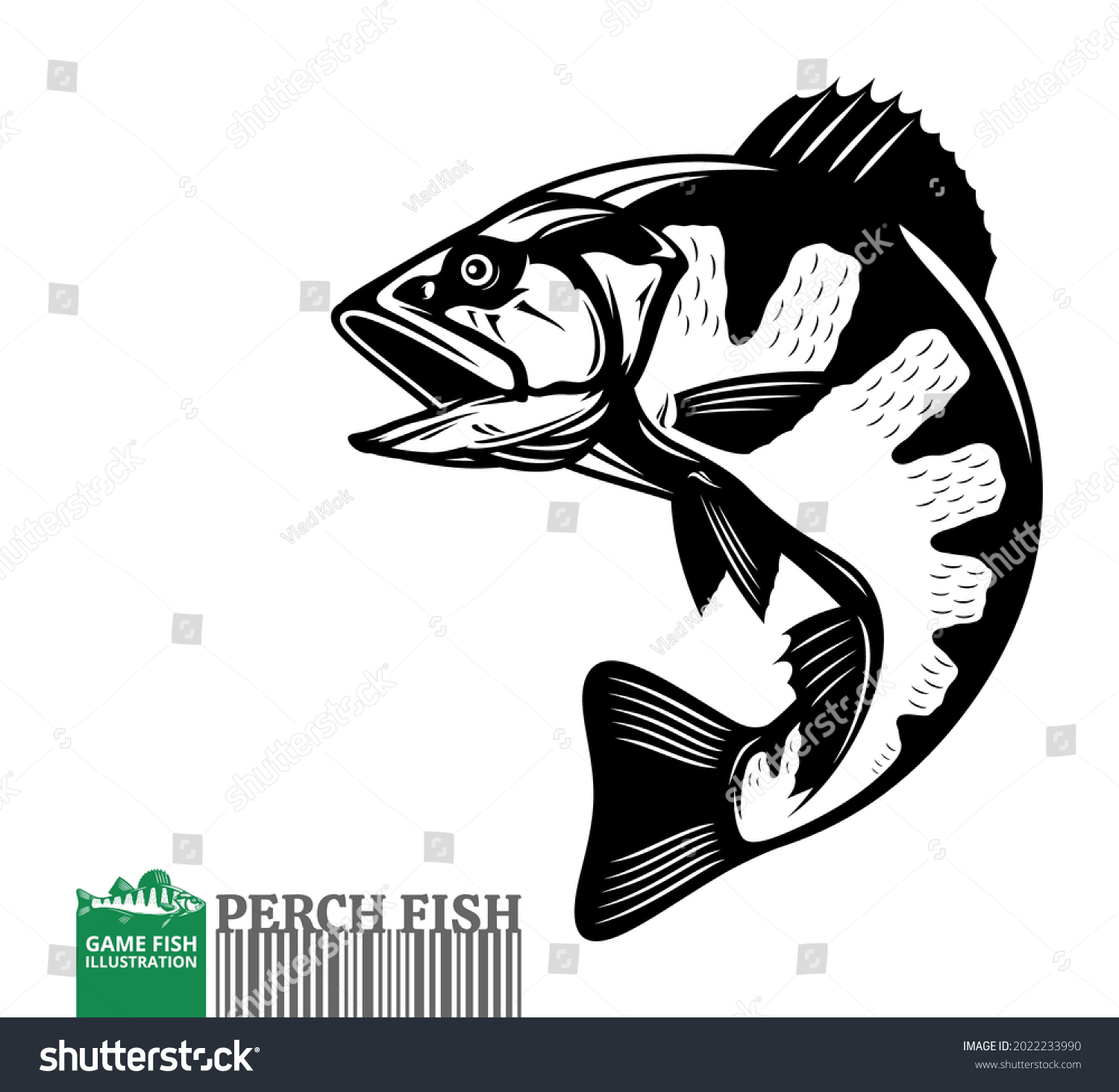 Vector Jumping Perch Fish Illustration Isolated Stock Vector (Royalty ...