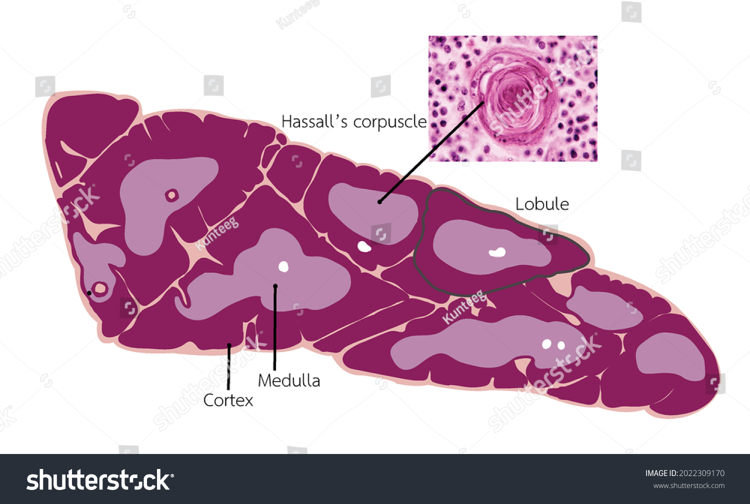 lymphatic-thymus-gland-histology-diagram-corpuscle