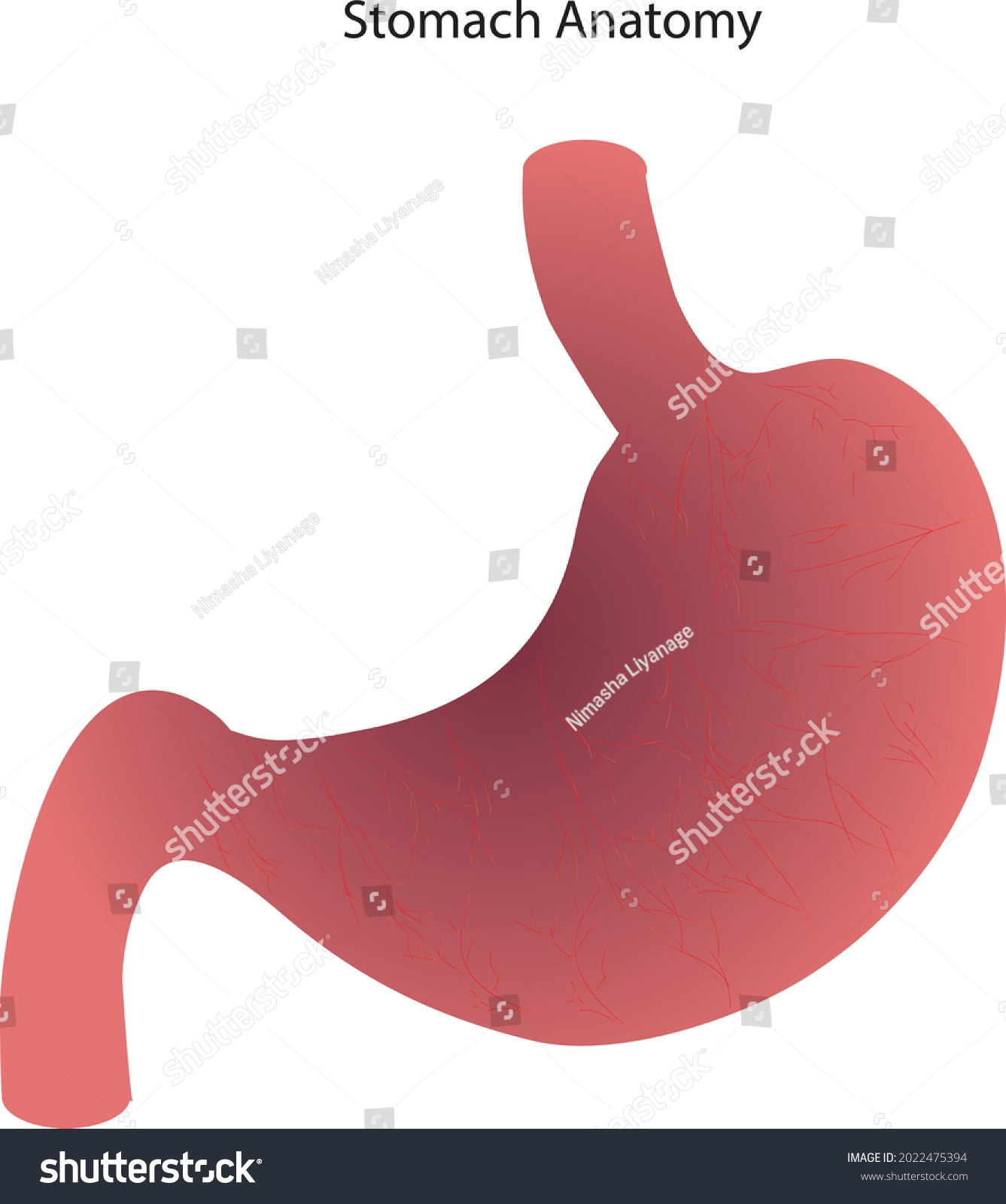 Stomach Anatomy Cardia Fundus Body Pylorus 库存矢量图（免版税）2022475394 ...