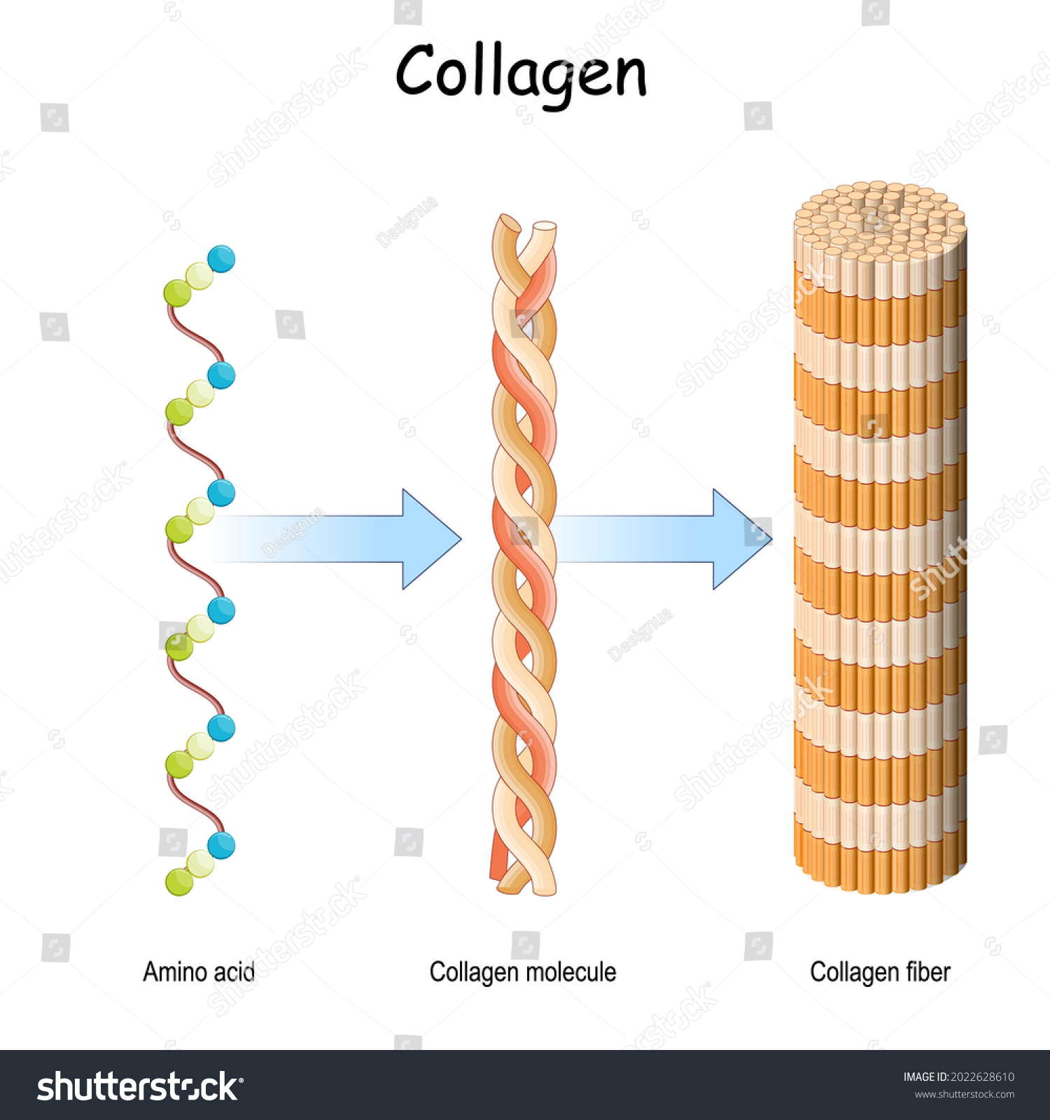 519 Collagen Fibre Images, Stock Photos & Vectors | Shutterstock