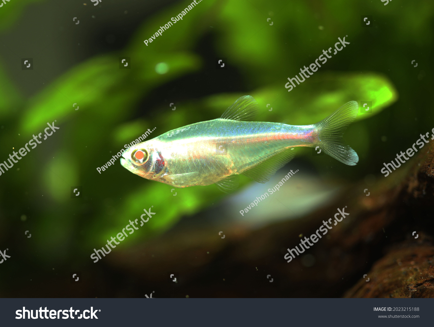 blue king tetra