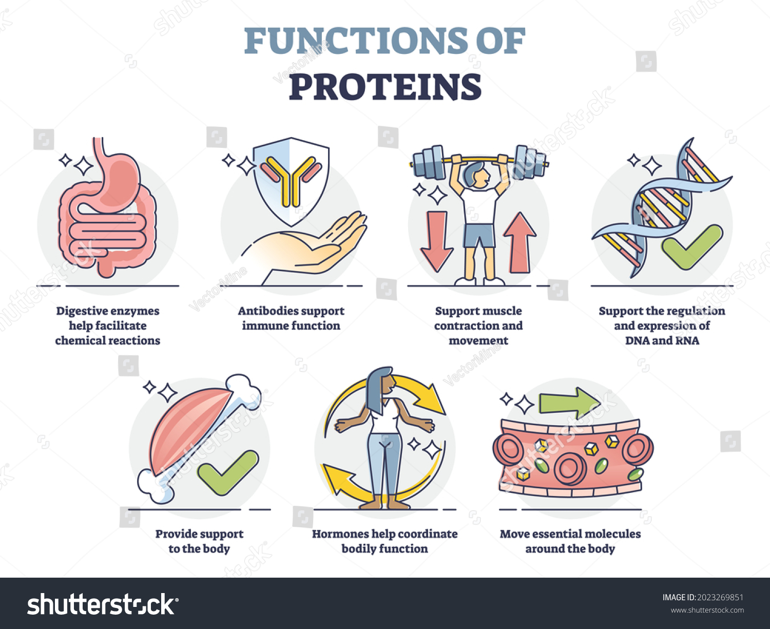 3.136 Protein Functions Gambar, Foto Stok & Vektor 