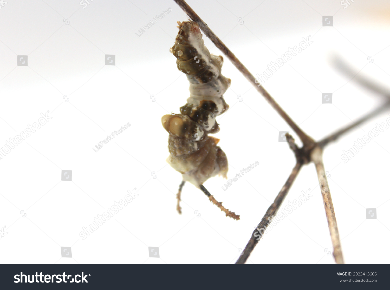 Redspotted Purple Admiral Caterpillar Cocoon On Stock Photo 2023413605 ...