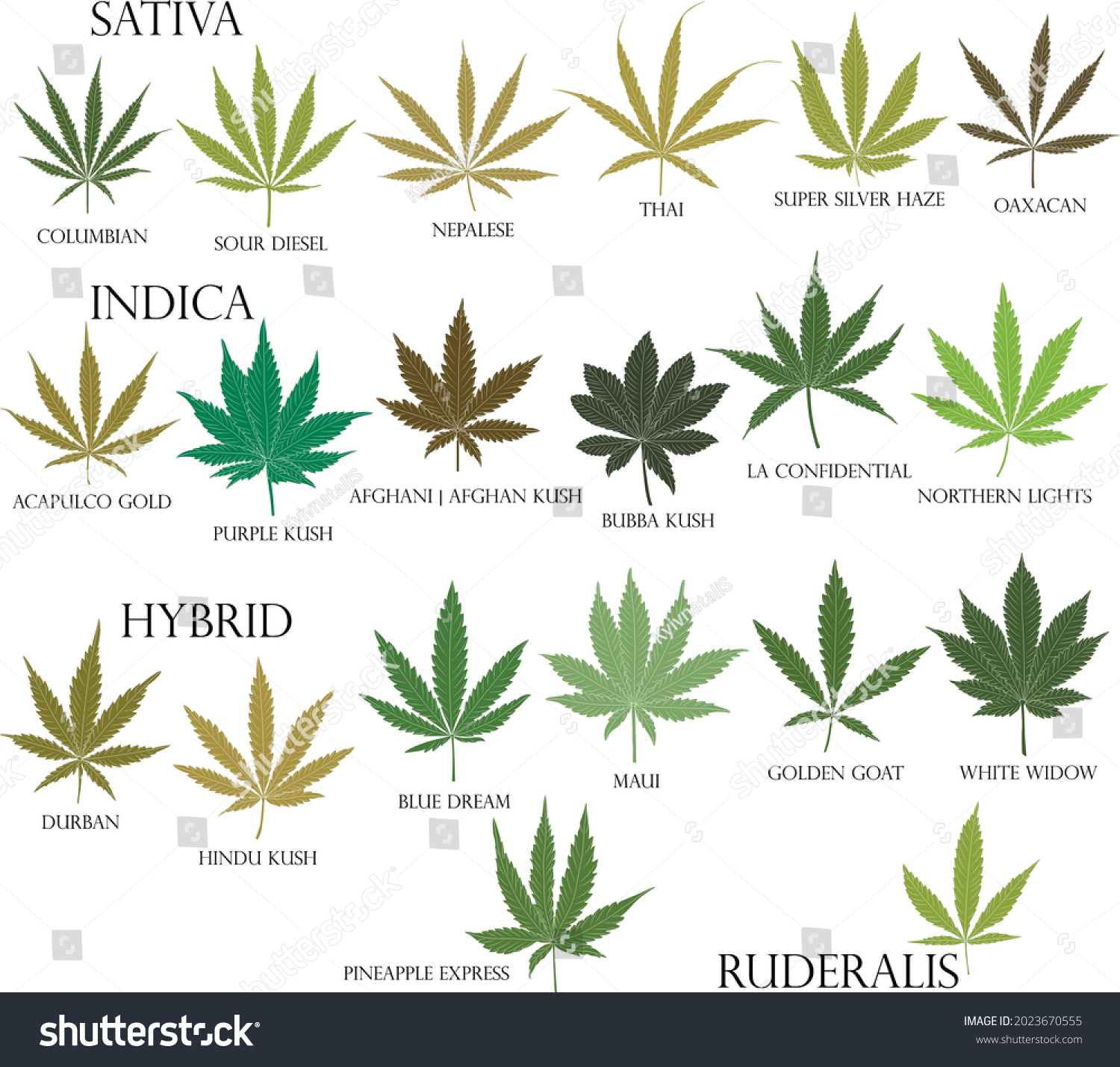 Types Weed Sativa Indica Hybrid Ruderalis Stock Vector (Royalty Free ...