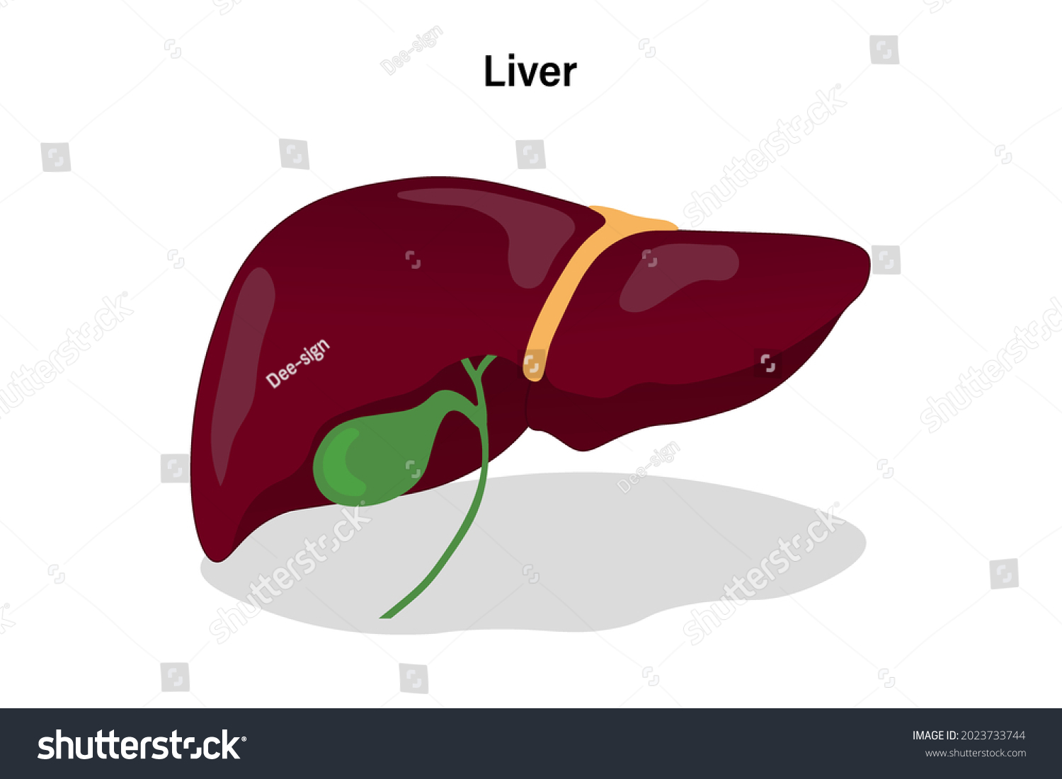 Anatomy Human Liver Digestive Organ Vector Stock Vector (Royalty Free ...