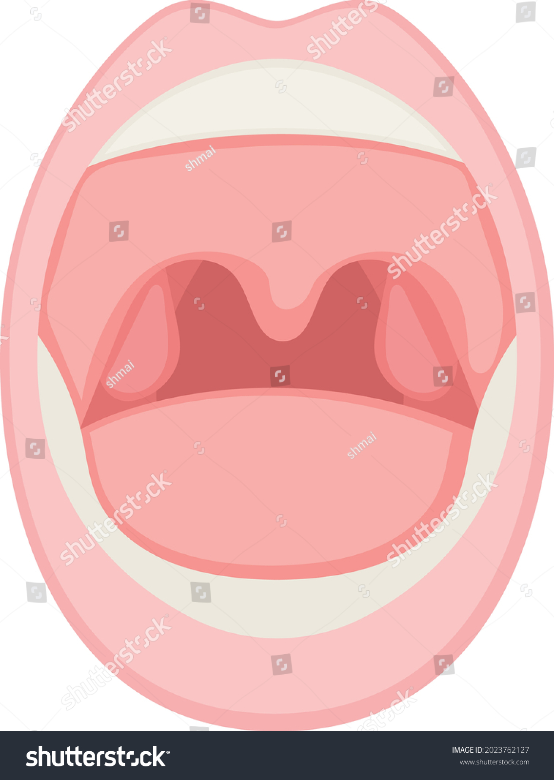 Human Mouth Concept Throat Tonsils Vector Stock Vector Royalty Free