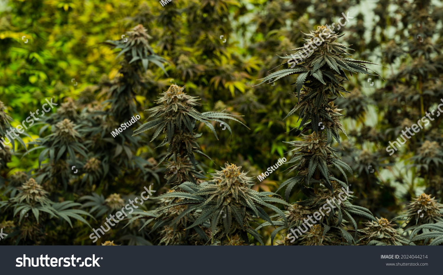 52,145 Cannabis Plant Garden Images, Stock Photos & Vectors | Shutterstock