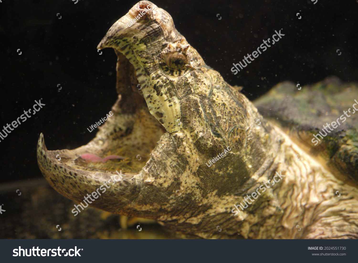 Alligator Snapping Turtle Macrochelys Temminckii Species Stock Photo ...