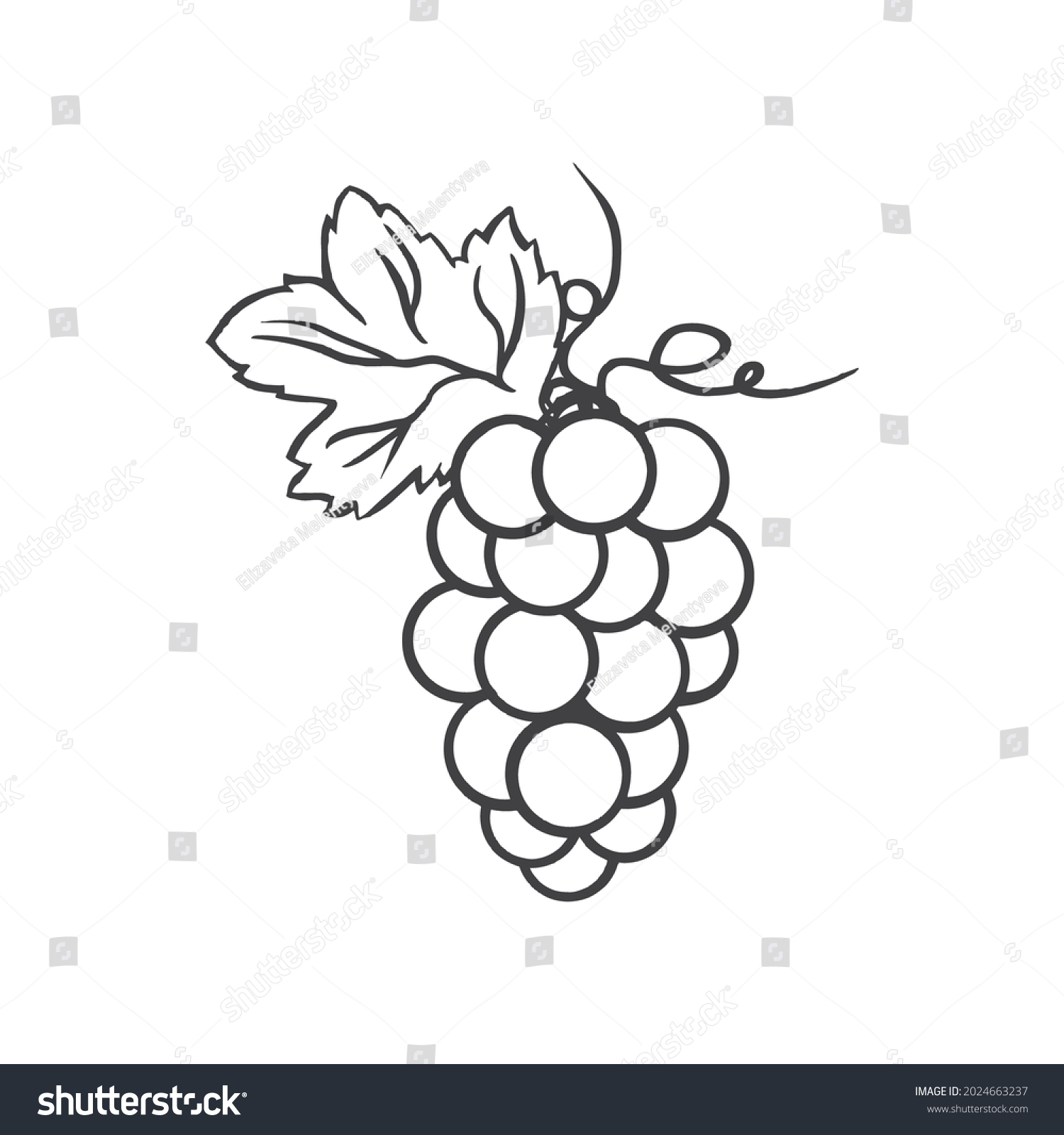 Grape Vector Illustration Line Art Decorative Stock Vector (Royalty ...