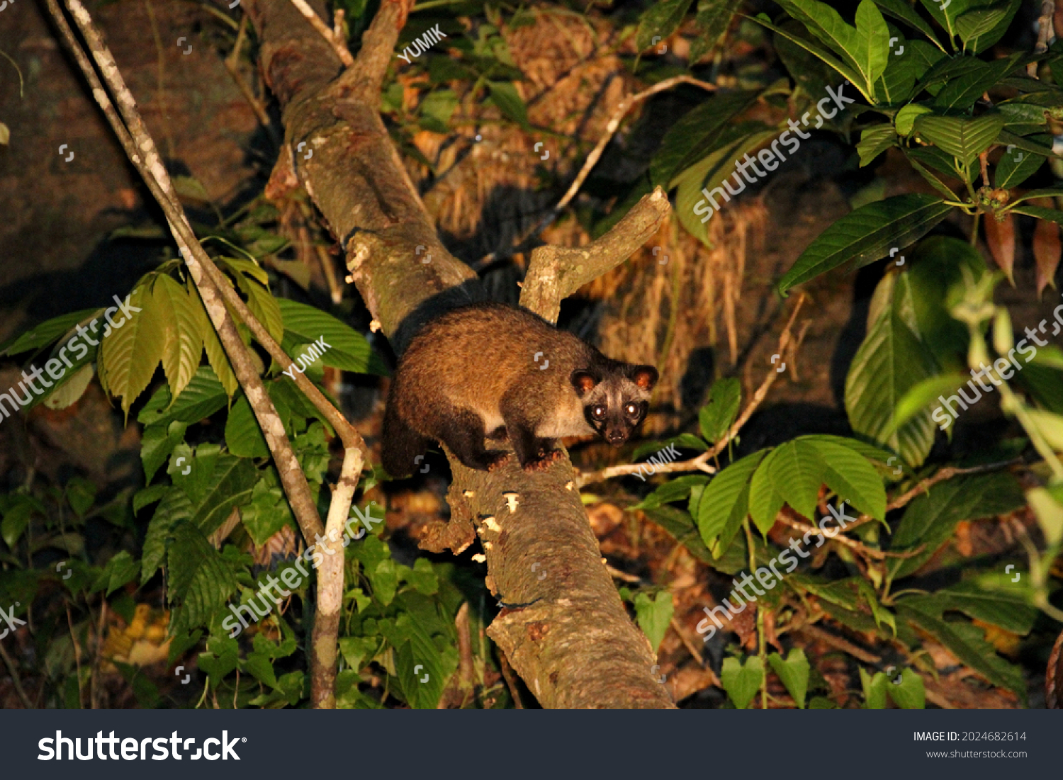 Common Palm Civet Paradoxurus Hermaphroditus Borneo Stock Photo ...