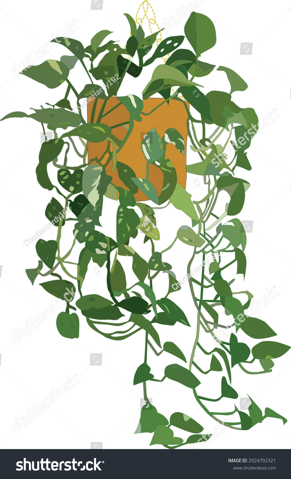 Pothos Plant Hanging Pothos Vine Plant Stock Vector (Royalty Free ...