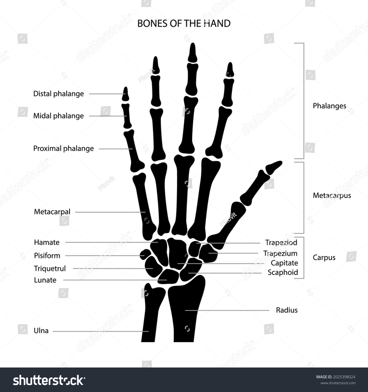 Hand Bone Anatomy Concept Descriptions Human Stock Vector (Royalty Free ...