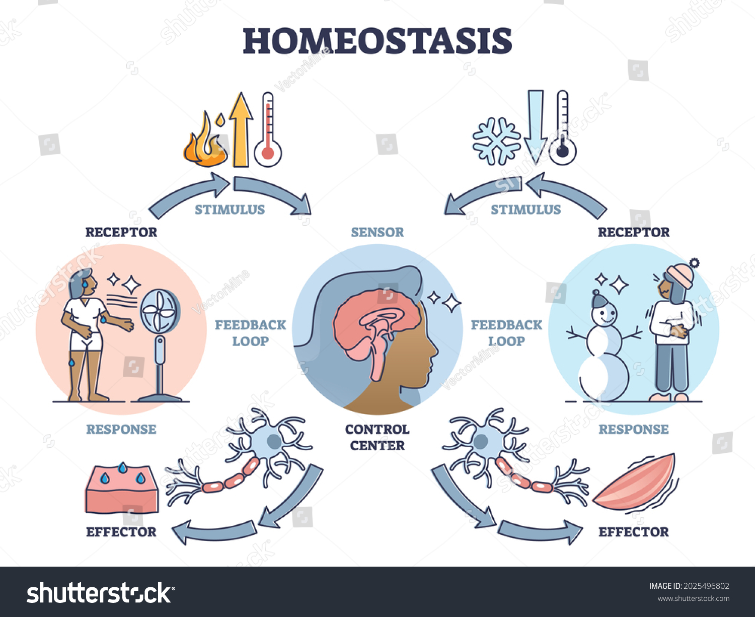 1 266 Homeostasis kép, stockfotó és vektorkép | Shutterstock